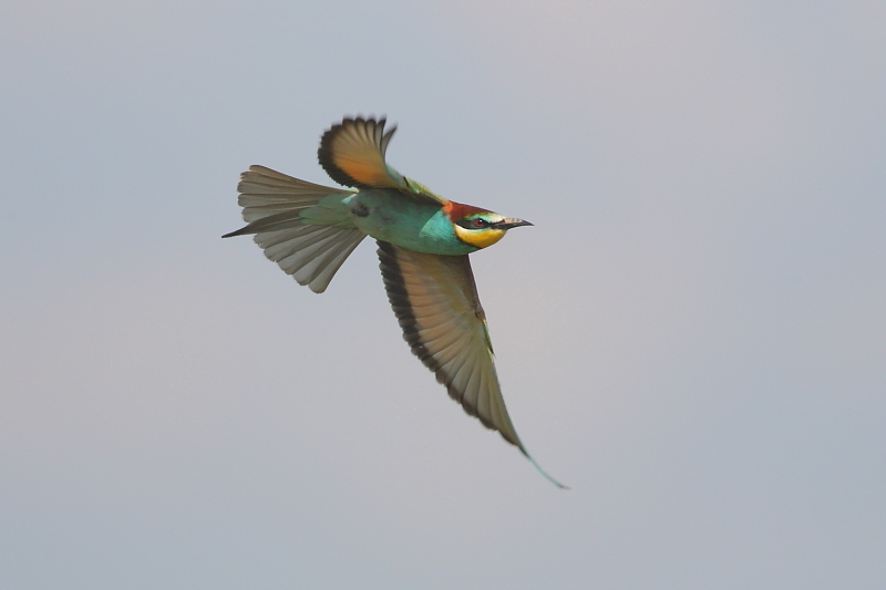 2010.07.16. 23:42:58.| 100716-234258_beeeater.jpg