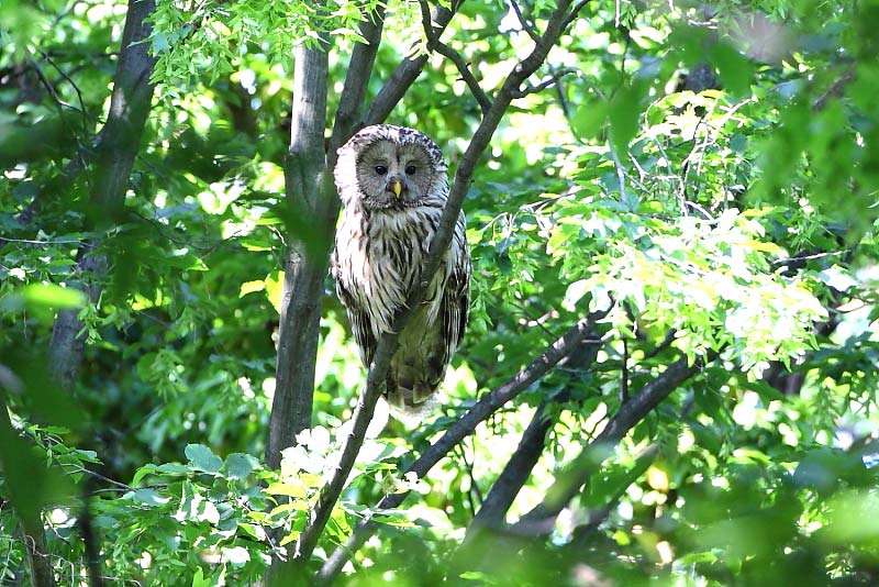 2010.07.16. 23:50:27.| 100716-235027_uralowl.jpg