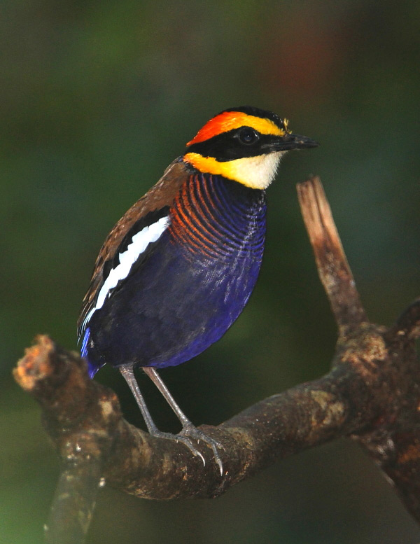 2010.07.21. 15:17:15.| bandedpitta1.jpg
