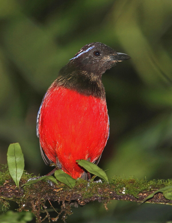 2010.07.21. 15:10:57.| gracefulpitta1.jpg
